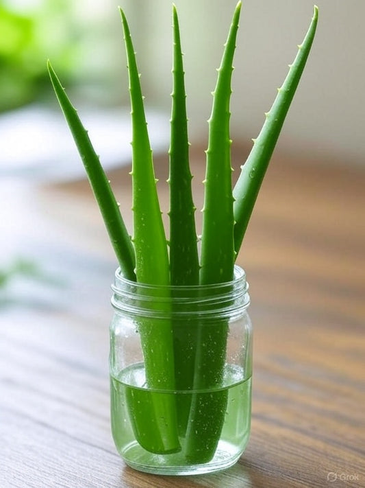 Organic Fresh Aloe Vera Leaves – 100% Natural