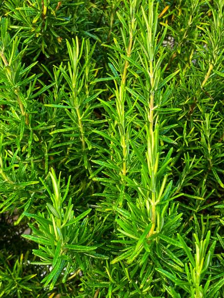 FRESH ORGANIC ROSEMARY LEAVES