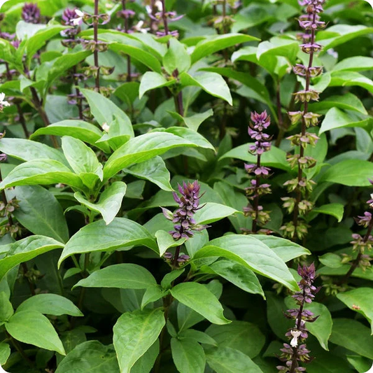 PURE ORGANIC TULSI-HOLY BASIL SEEDS تلسی
