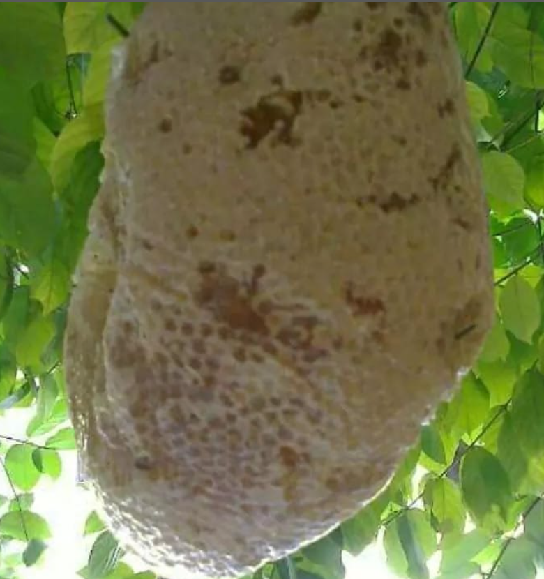 Wild Sidr Honey Combs – Rare, Pure - Available on Advance Booking only