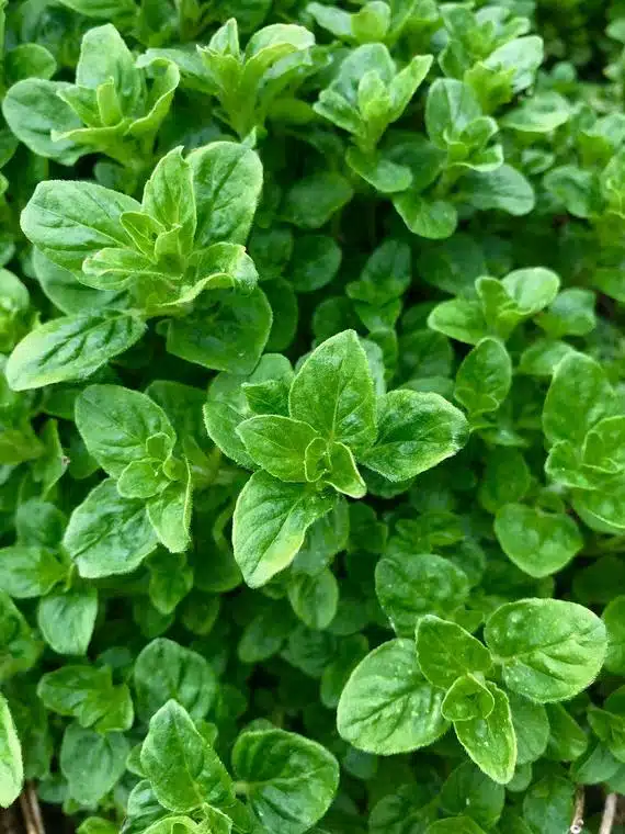 Bulk organic oregano for restaurants and pizzerias Pakistan