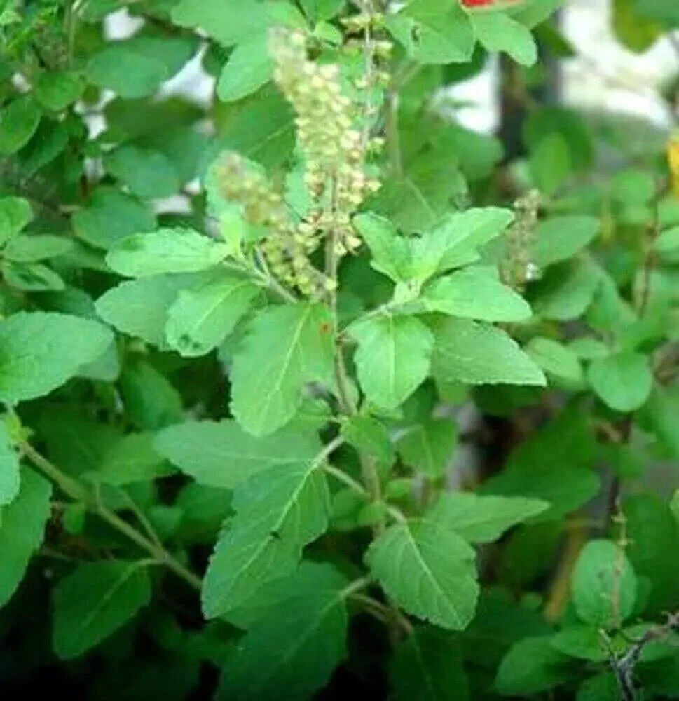 Organic Holy Basil (Tulsi) fresh leaves, hand-picked for teas, wellness, and natural remedies, 100% organic, ideal for tea, cooking, and traditional Ayurvedic use