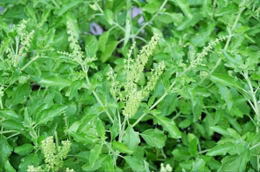 Organic Holy Basil (Tulsi) fresh leaves, hand-picked for teas, wellness, and natural remedies, 100% organic, ideal for tea, cooking, and traditional Ayurvedic use