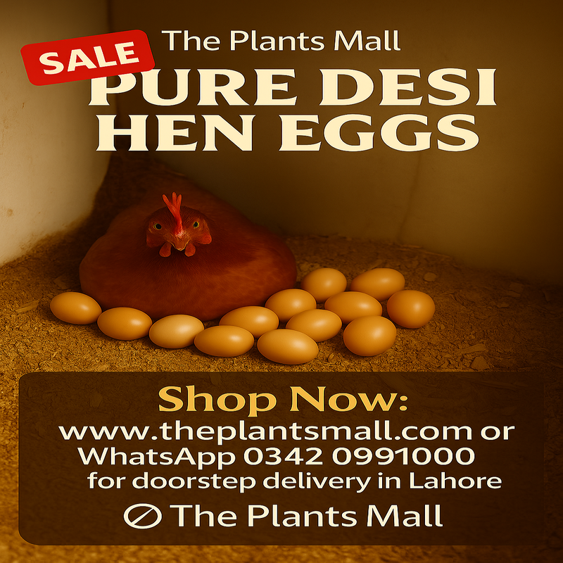 Pure Desi Hen Eggs