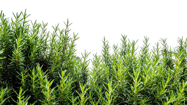 Natural fresh rosemary leaves for Mediterranean recipes