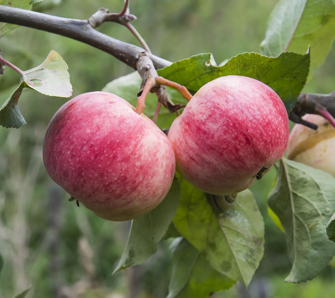 Discover the Rare Saspolo Apple – A Taste of Paradise from Kharmang’s Pari Valley! ✨ Available only on Advance Booking 🍎