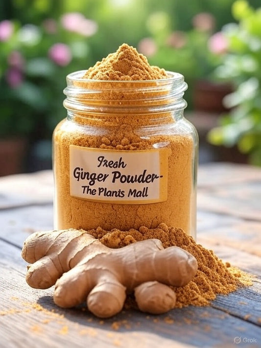 FRESH GINGER POWDER