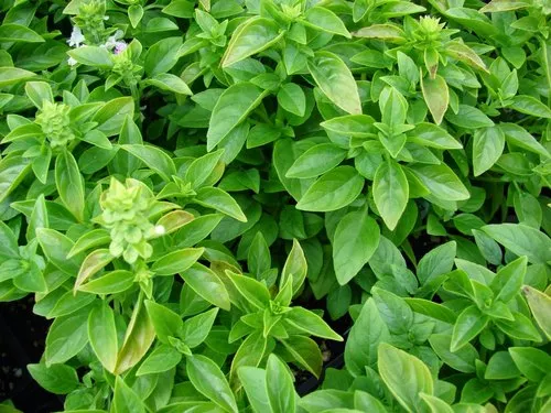 Organic Fresh Niazbo Leaves (Ocimum Basilicum) نیازبو
