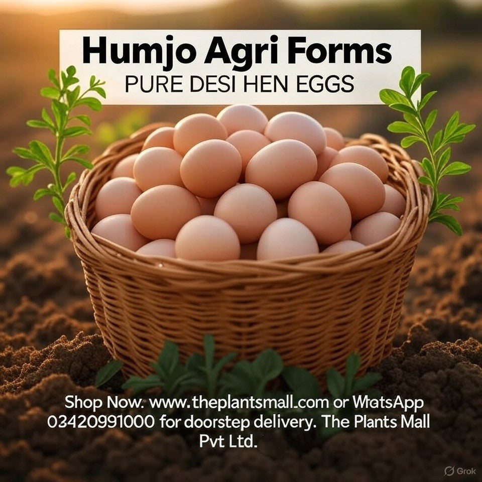 Pure Desi Hen Eggs