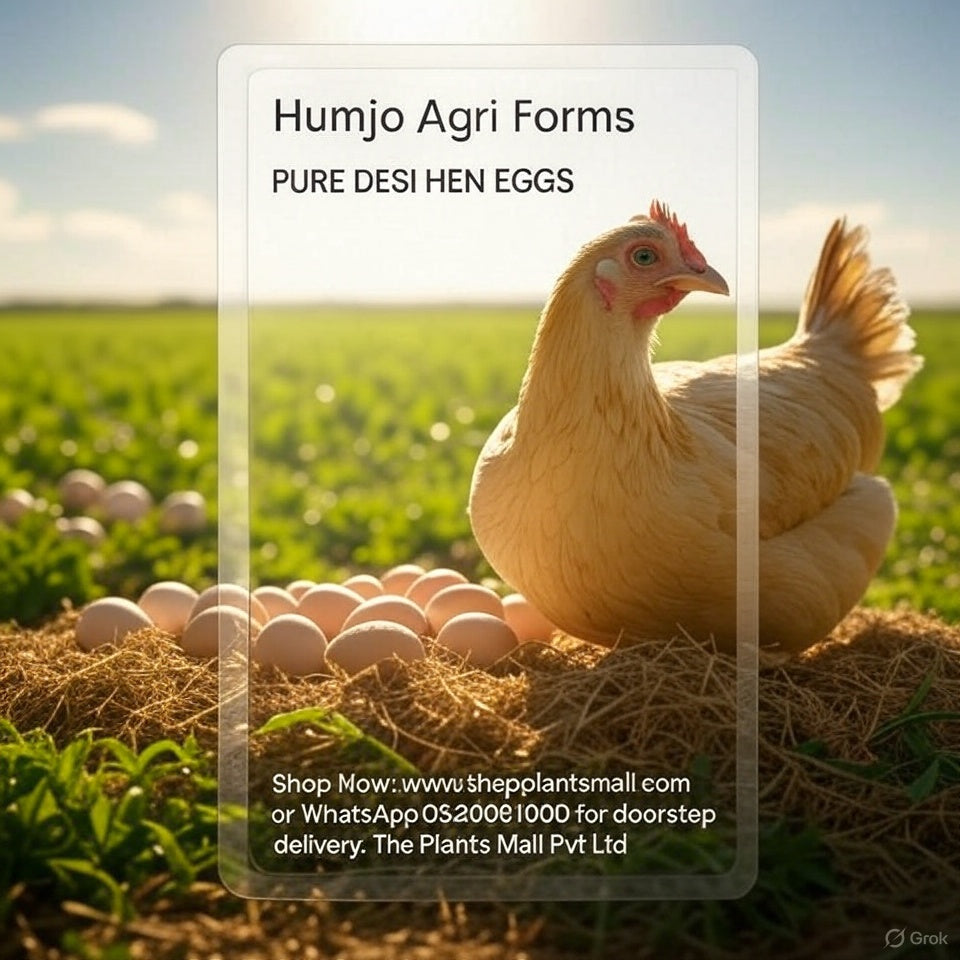 Pure Desi Hen Eggs