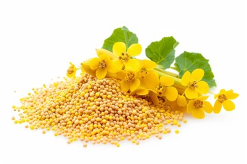 Yellow Mustard Seeds (پیلی سرسوں)