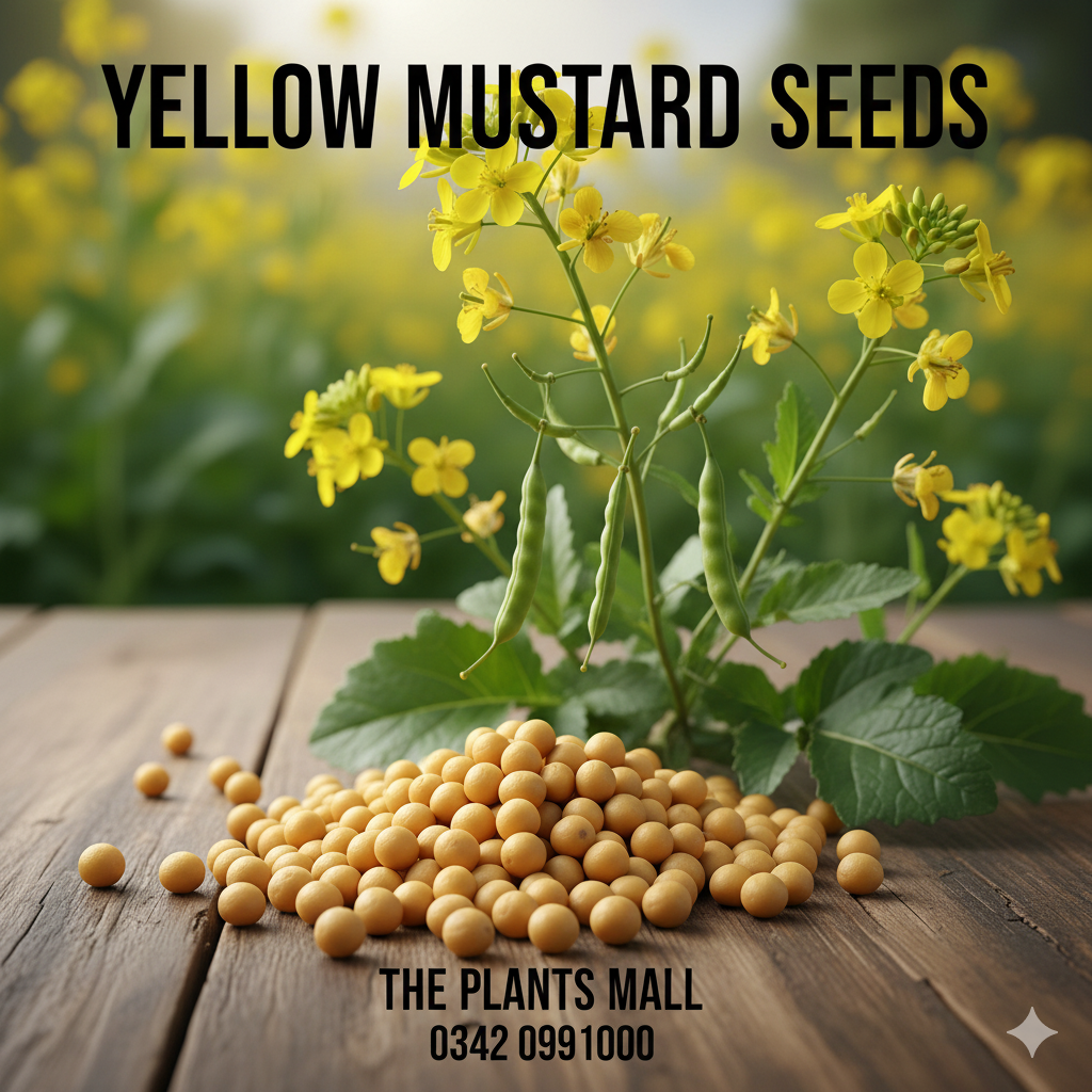 Yellow Mustard Seeds (پیلی سرسوں)