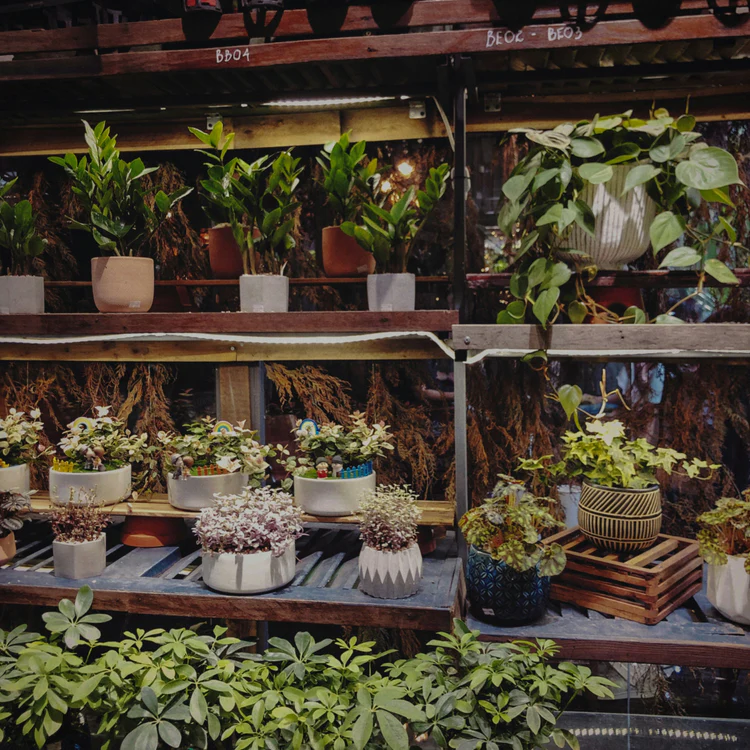 Urban plants collection - 2023