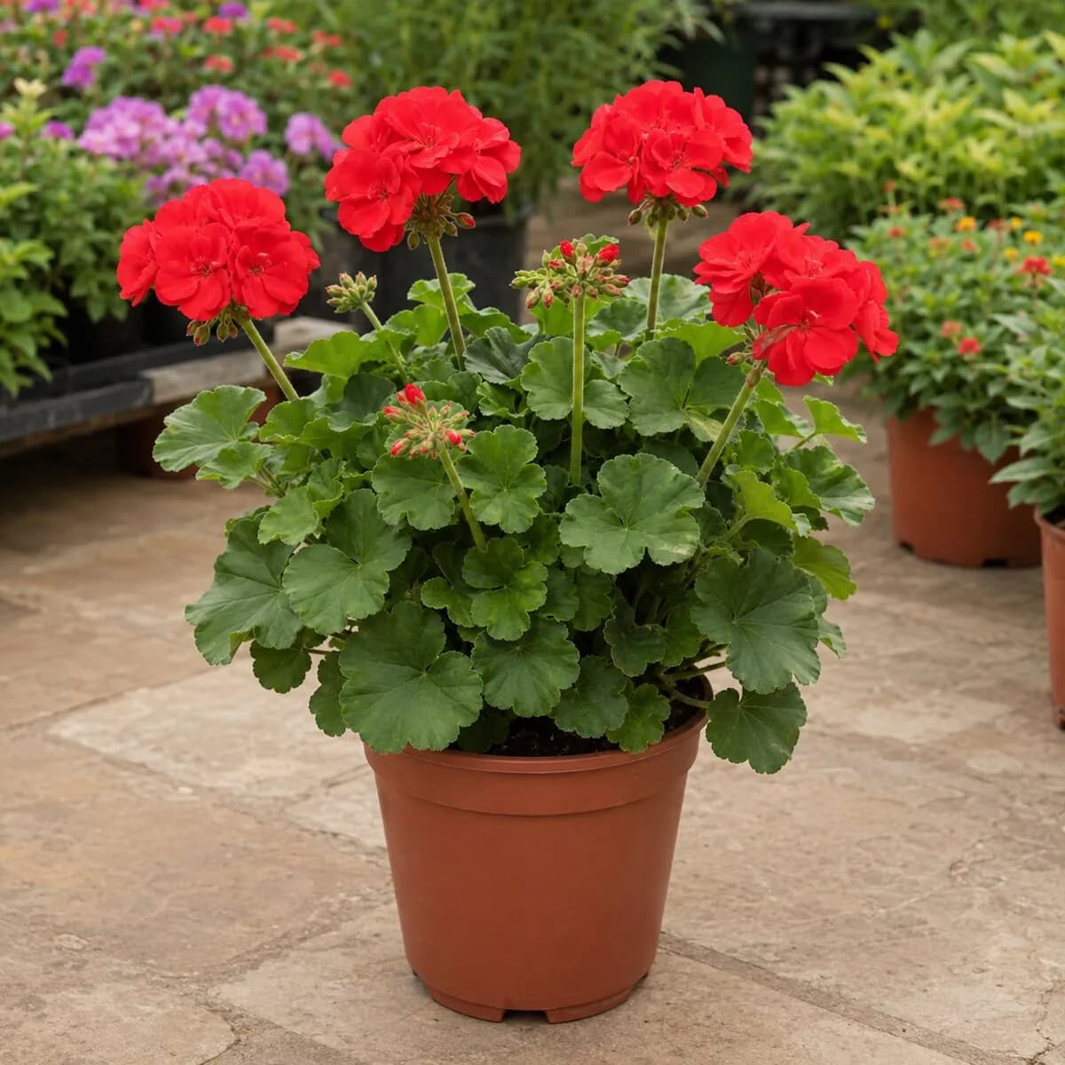 Geranium photographed at a professional Lahore nursery