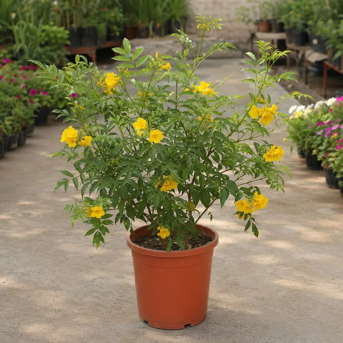 Tecoma Stans photographed at a professional Lahore nursery