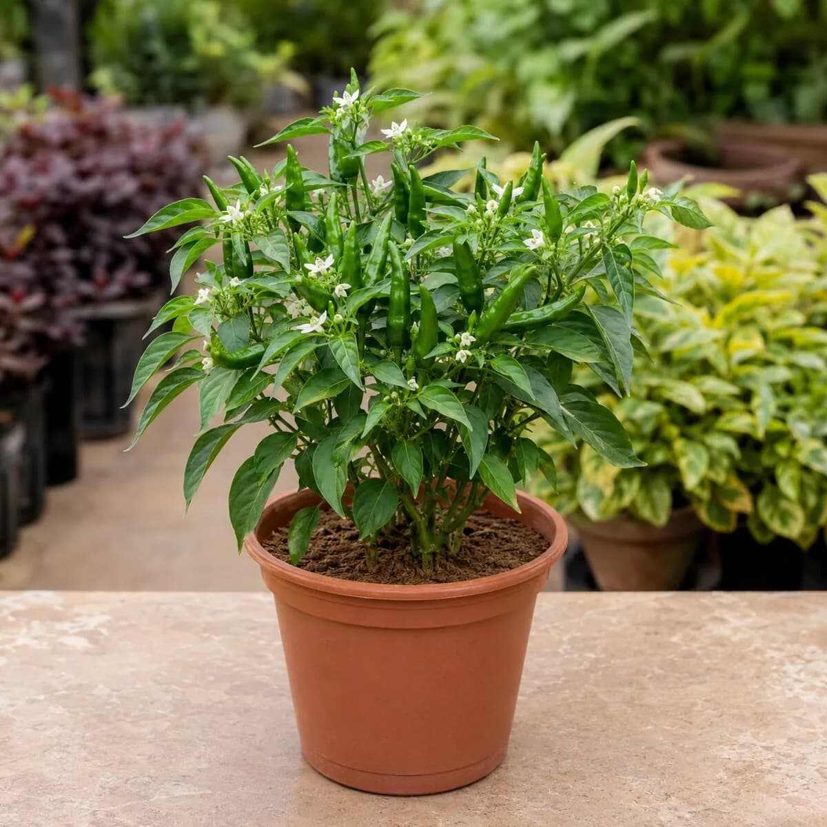 Green Chilli Plant healthy nursery plant