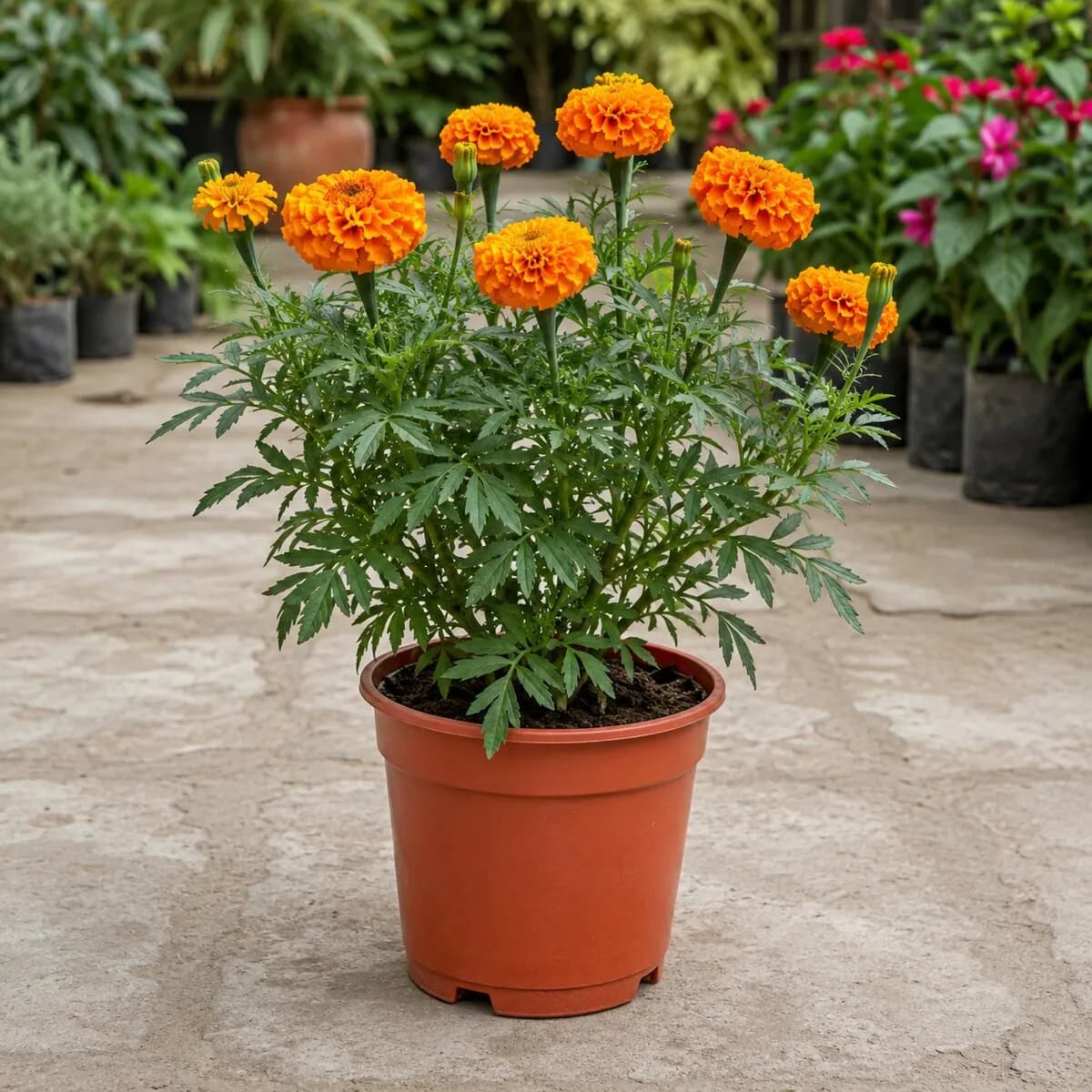 Marigold (Genda) photographed at a professional Lahore nursery