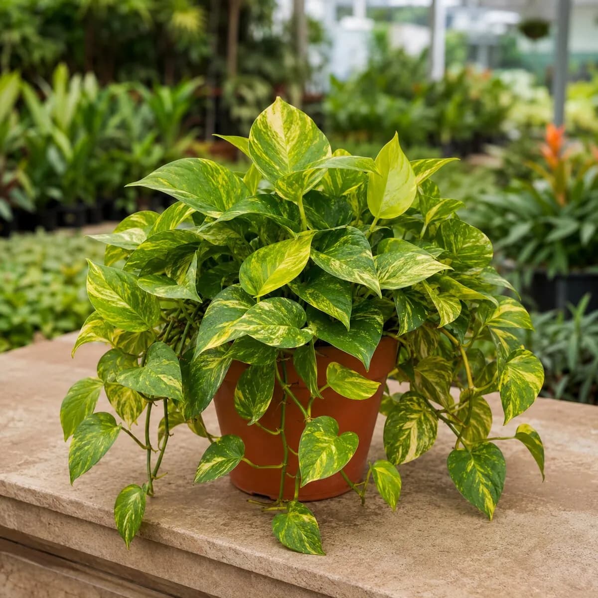 Golden Pothos healthy nursery plant photographed at a professional Lahore nursery