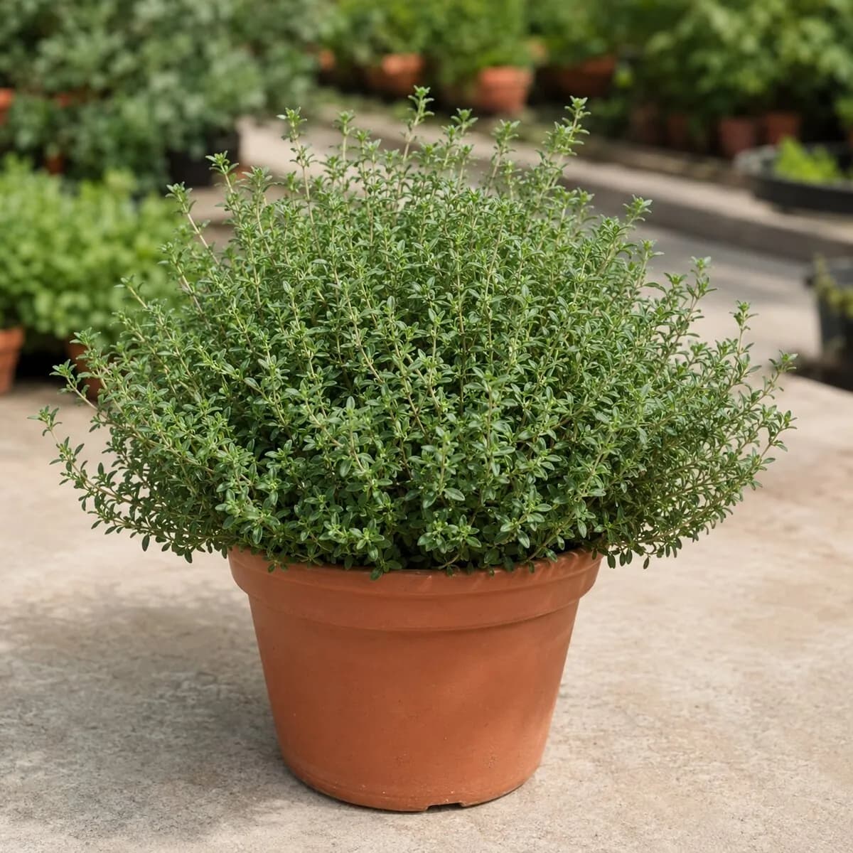 Thyme healthy nursery plant