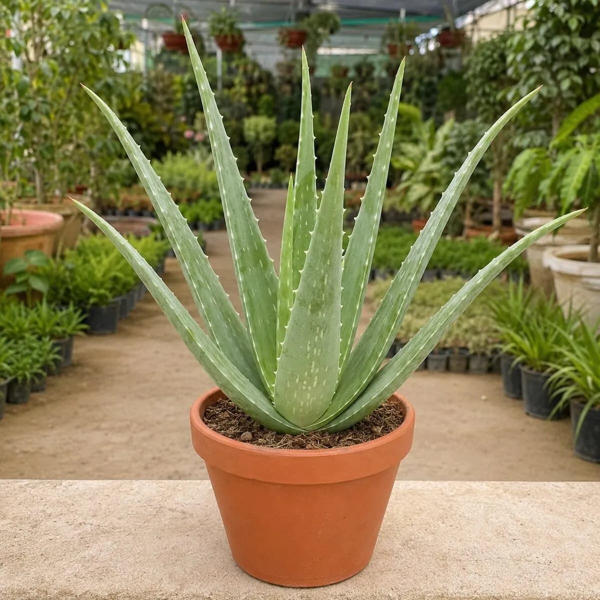 Aloe Vera healthy nursery plant photographed at a professional Lahore nursery