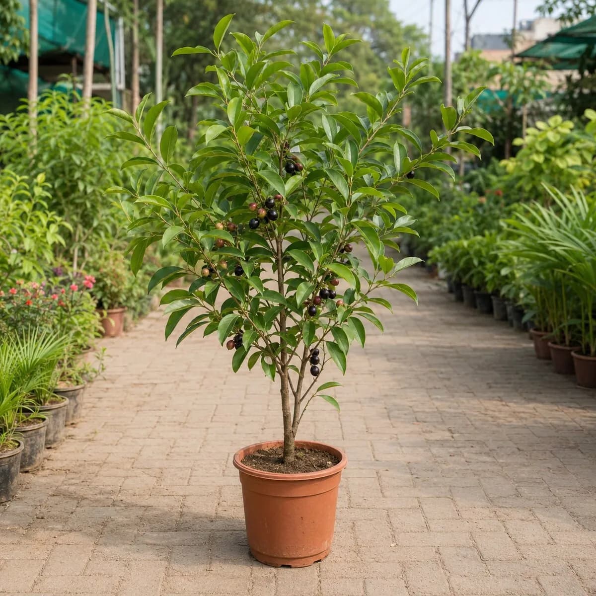 Jamun Plant healthy nursery plant