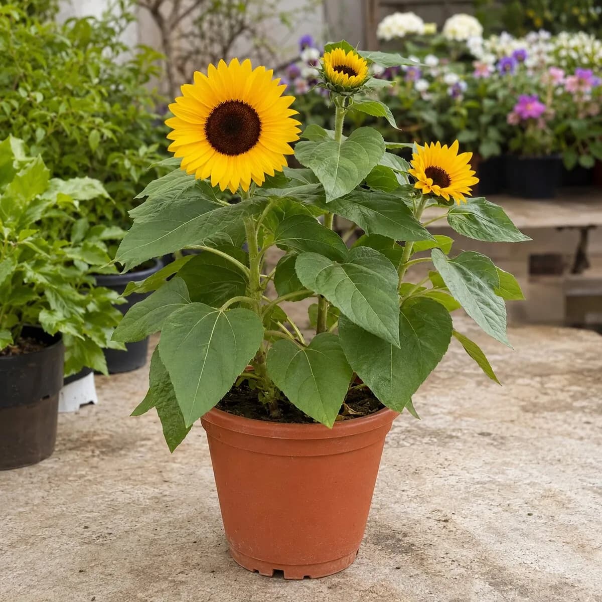 Sunflower photographed at a professional Lahore nursery