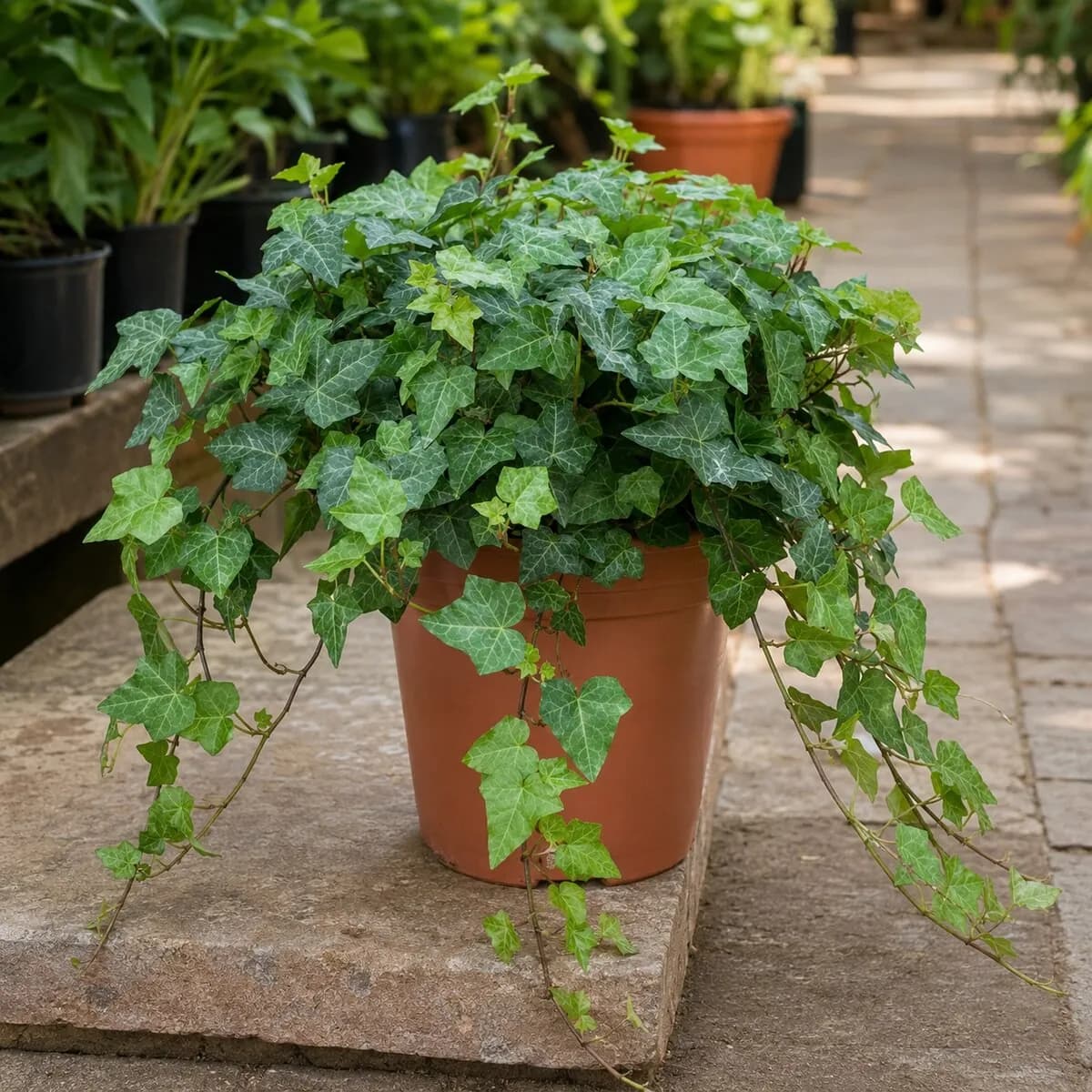 English Ivy photographed at a professional Lahore nursery