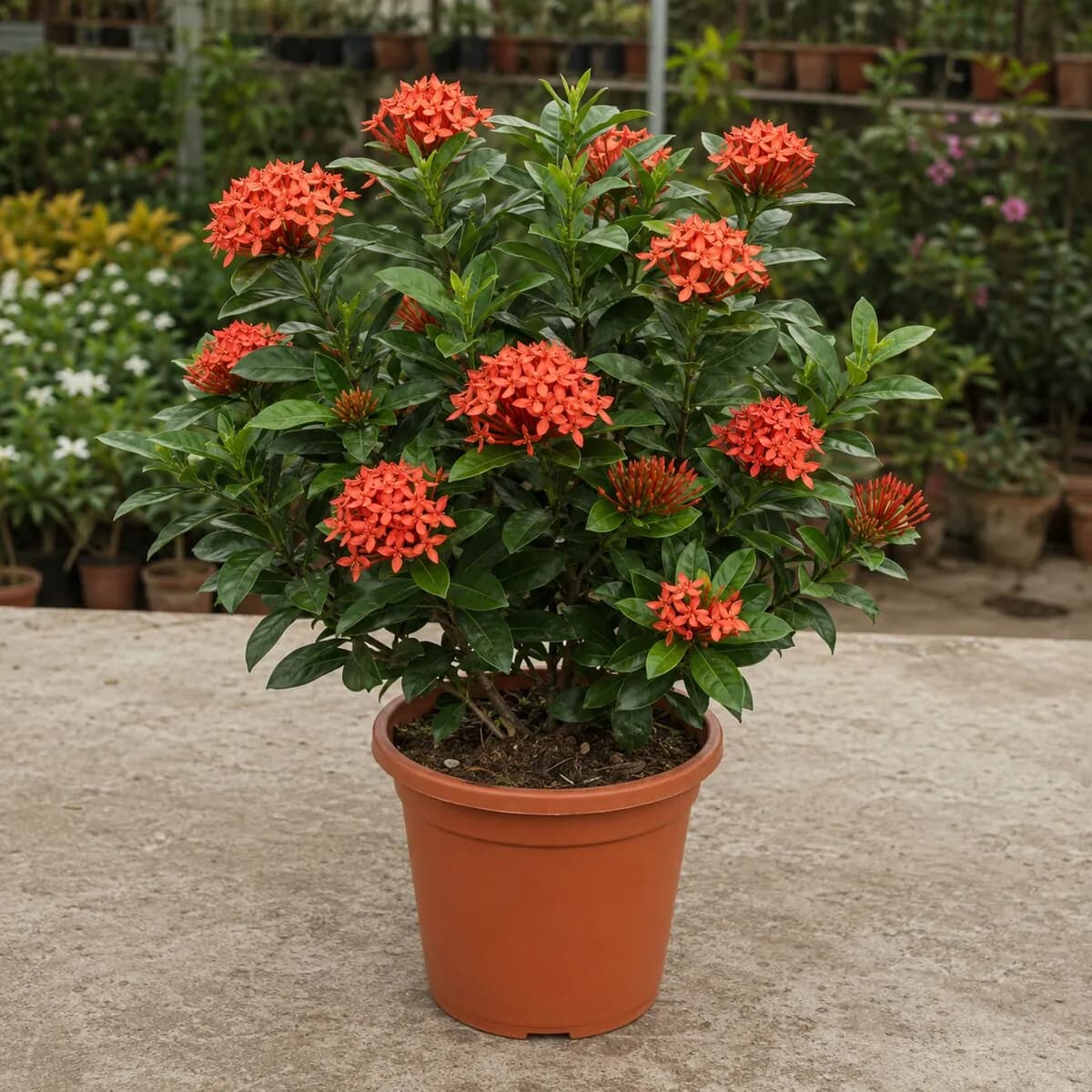 Ixora photographed at a professional Lahore nursery