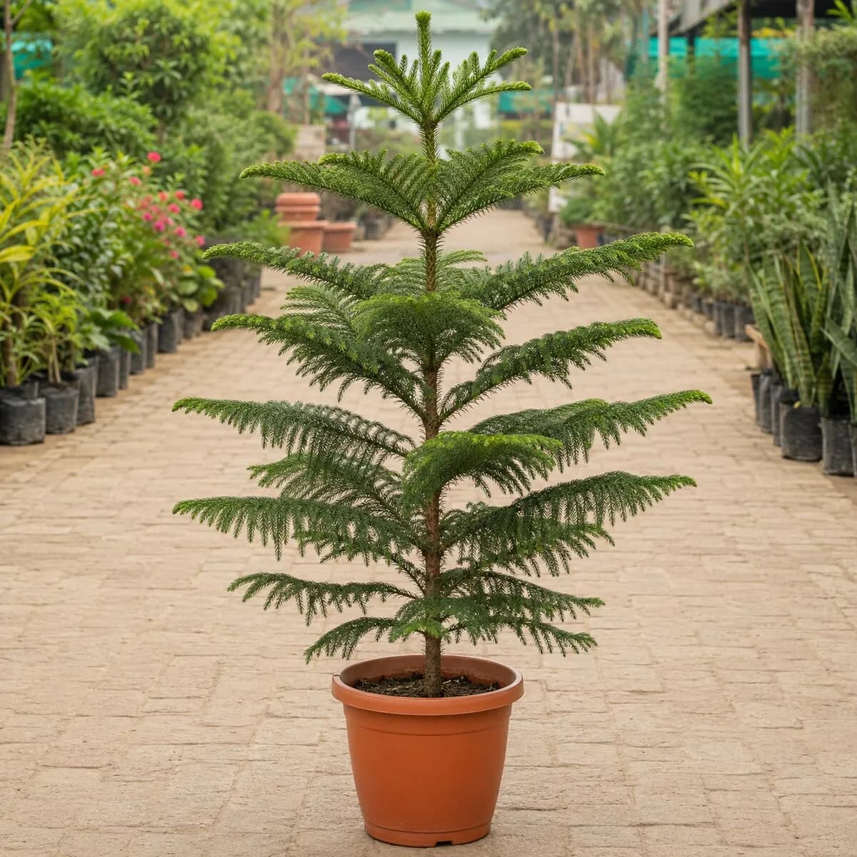 Norfolk Island Pine healthy nursery plant
