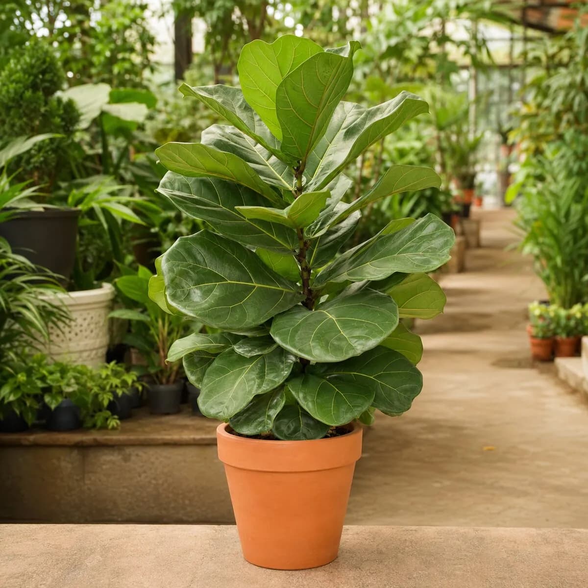 Fiddle Leaf Fig photographed at a professional Lahore nursery