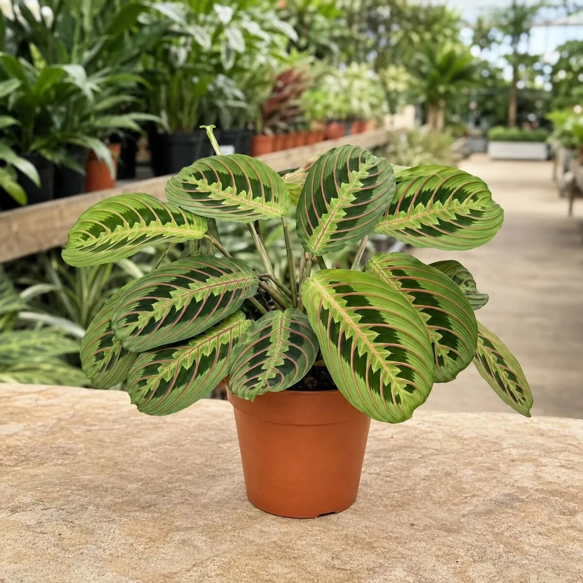 Prayer Plant healthy nursery plant photographed at a professional Lahore nursery