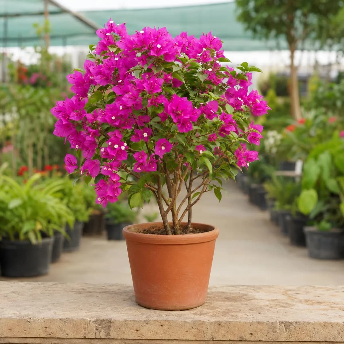 Bougainvillea healthy nursery plant photographed at a professional Lahore nursery