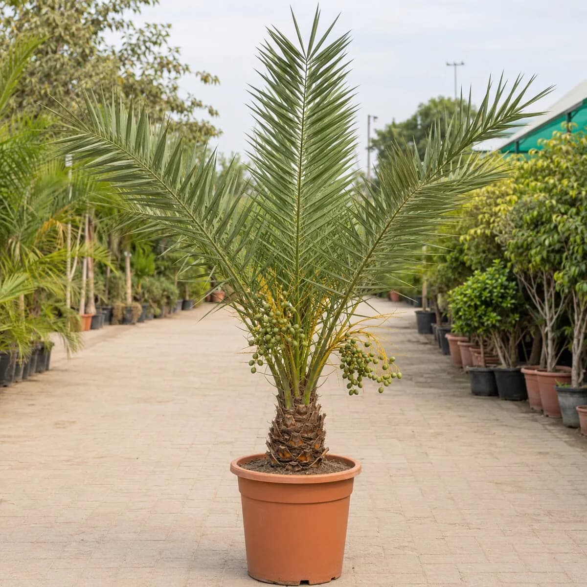 Date Palm healthy nursery plant