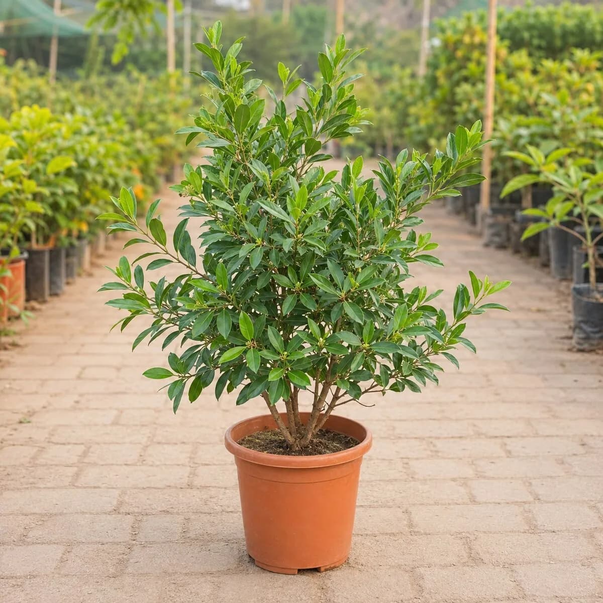 Conocarpus photographed at a professional Lahore nursery