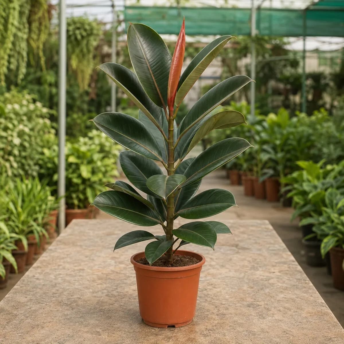 Rubber Plant healthy nursery plant photographed at a professional Lahore nursery