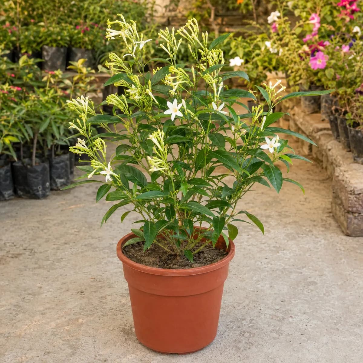 Raat Ki Rani photographed at a professional Lahore nursery