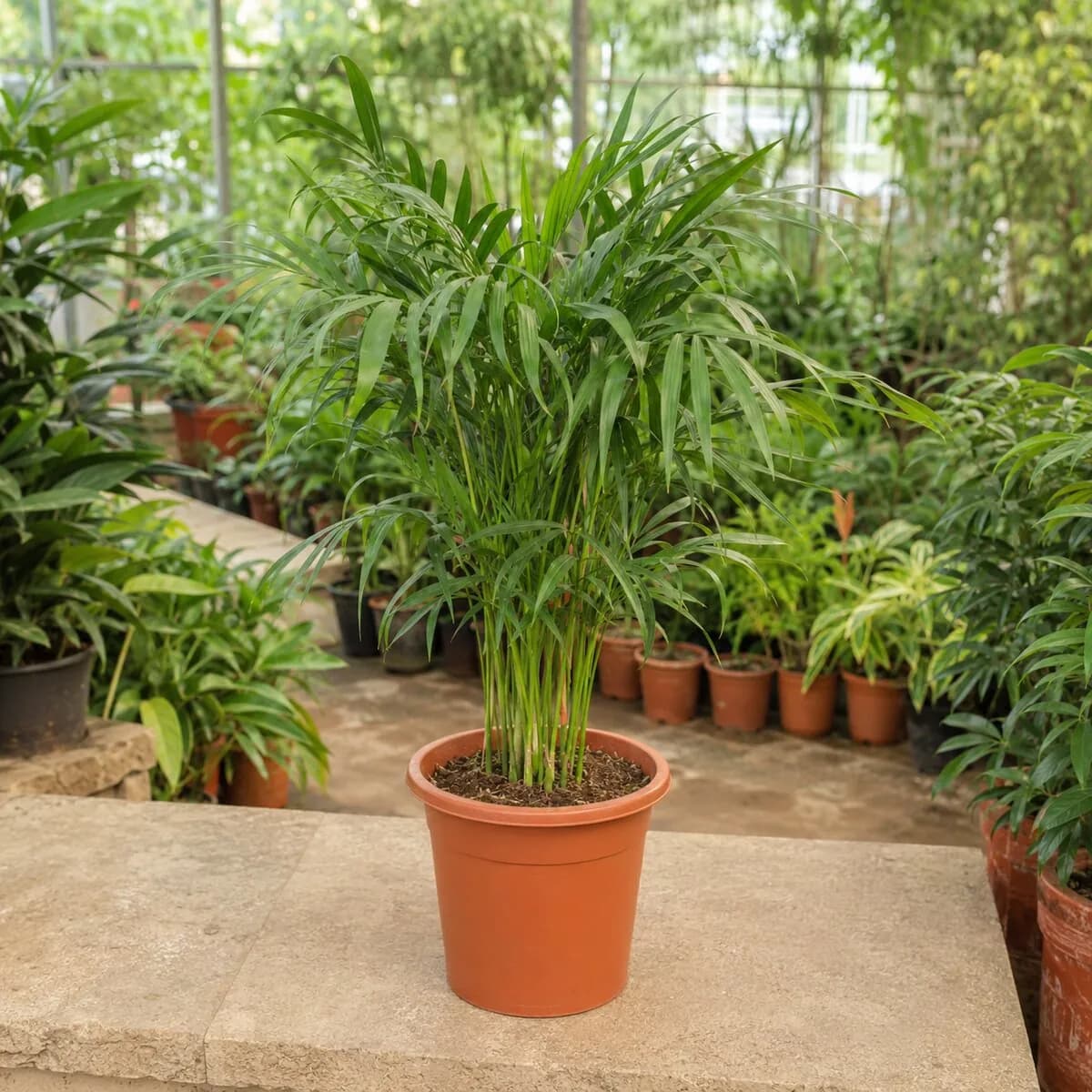 Lady Palm photographed at a professional Lahore nursery