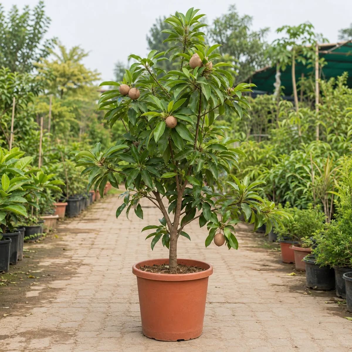 Chikoo Plant healthy nursery plant