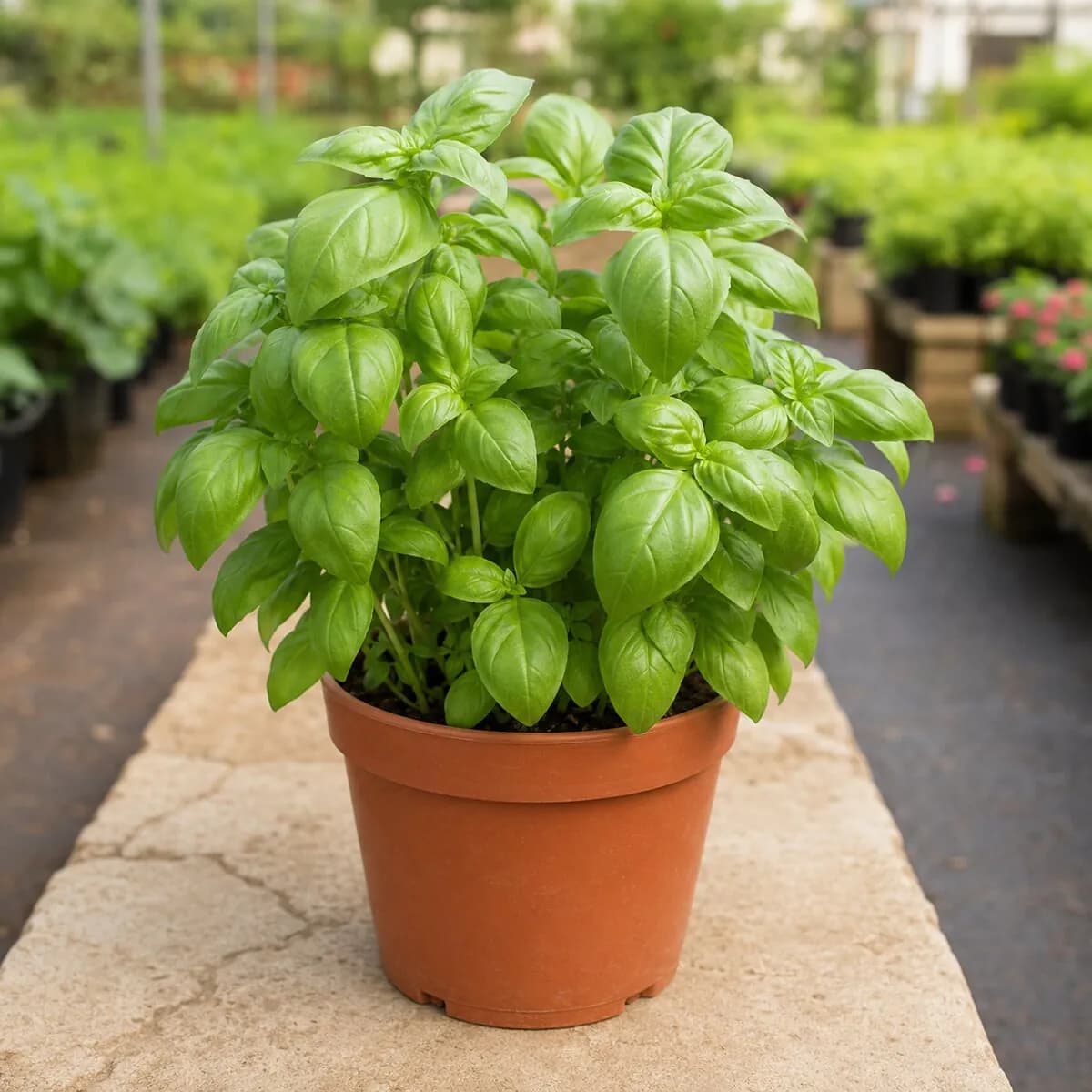 Sweet Basil healthy nursery plant photographed at a professional Lahore nursery