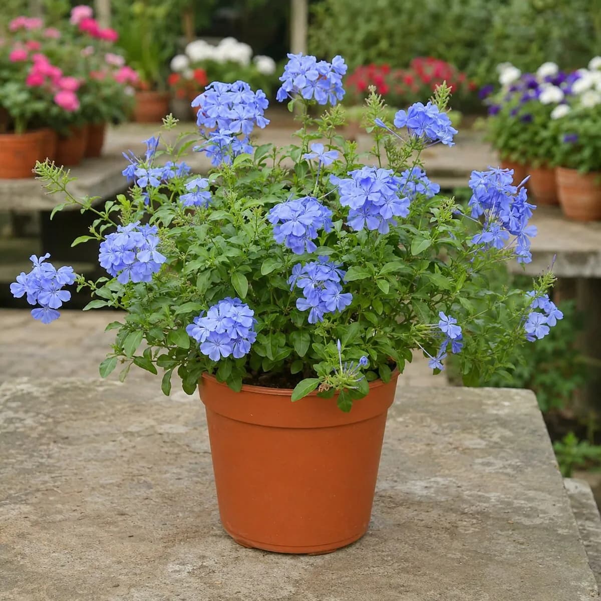 Blue Plumbago photographed at a professional Lahore nursery