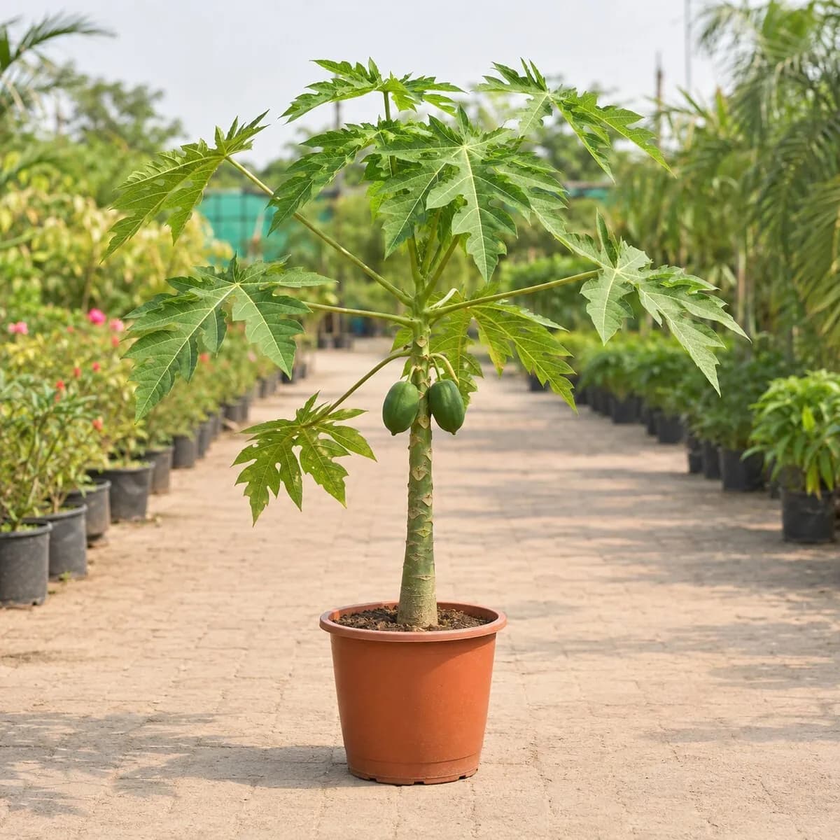Papaya Plant photographed at a professional Lahore nursery
