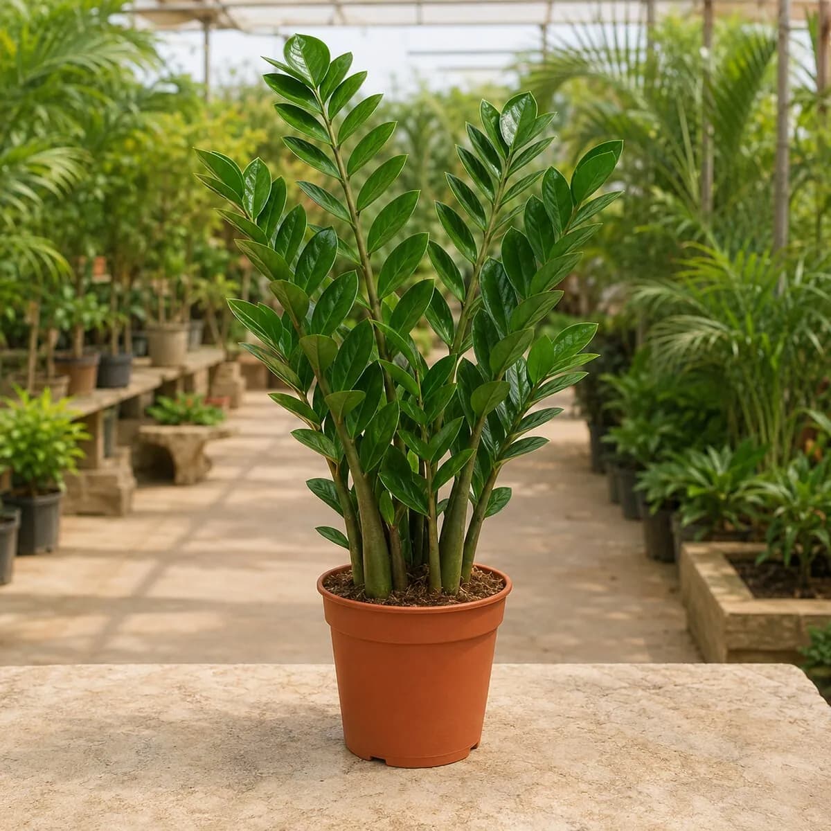 ZZ Plant healthy nursery plant photographed at a professional Lahore nursery