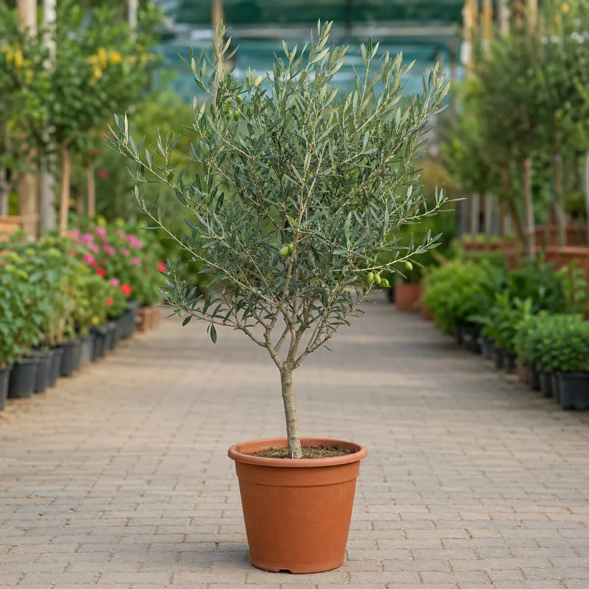 Olive Plant photographed at a professional Lahore nursery