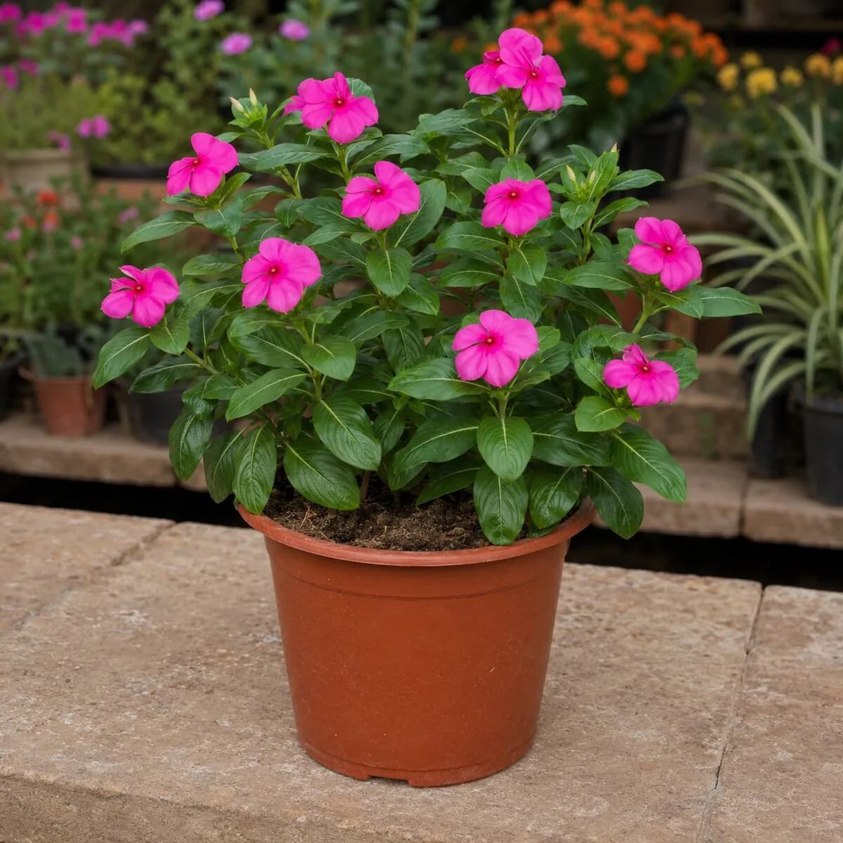 Vinca (Sadabahar) photographed at a professional Lahore nursery