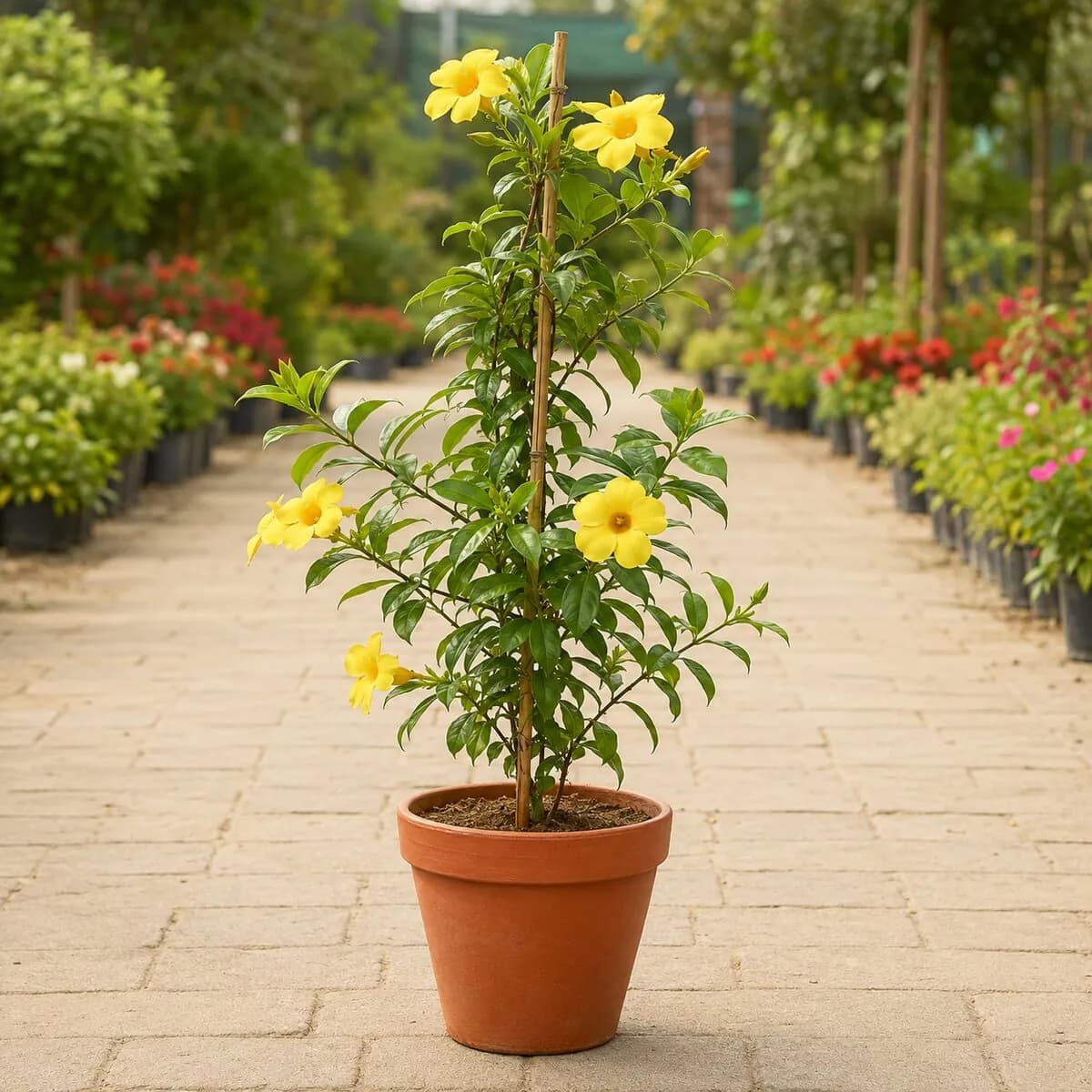 Allamanda photographed at a professional Lahore nursery