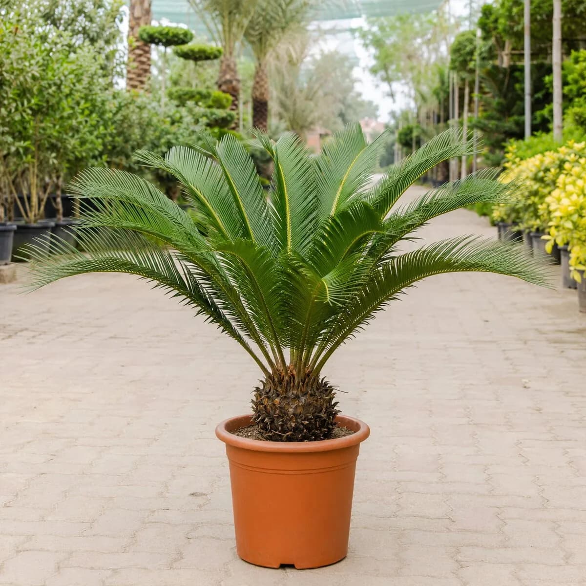 Sago Palm healthy nursery plant