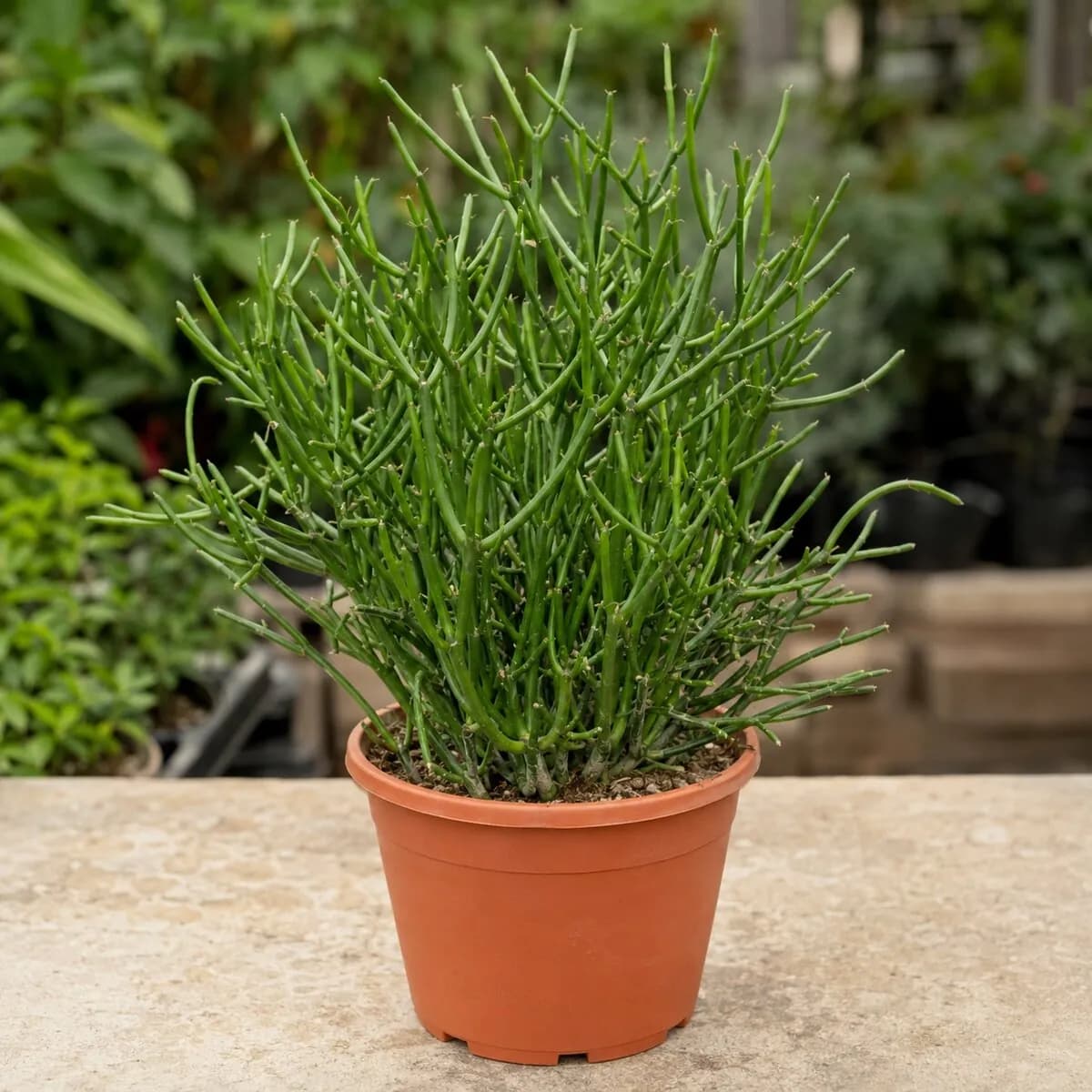 Pencil Cactus healthy nursery plant