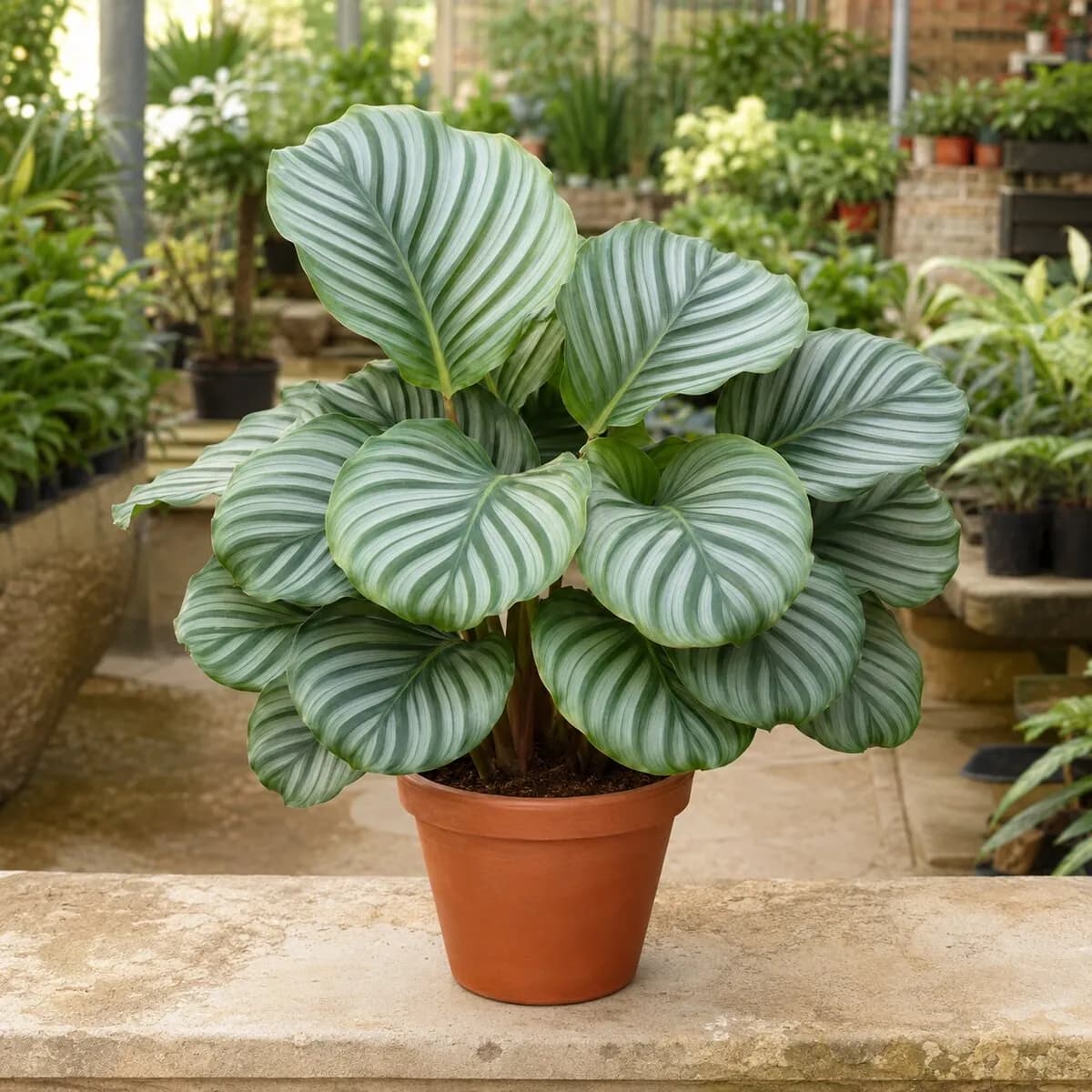 Calathea Orbifolia healthy nursery plant photographed at a professional Lahore nursery