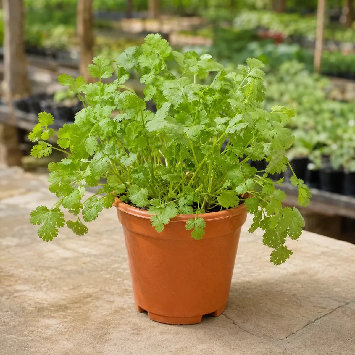 Coriander (Dhania) healthy nursery plant