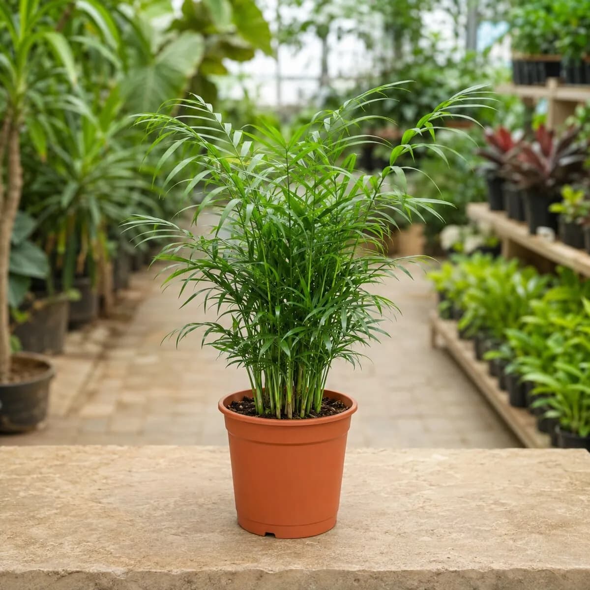 Parlor Palm healthy nursery plant photographed at a professional Lahore nursery